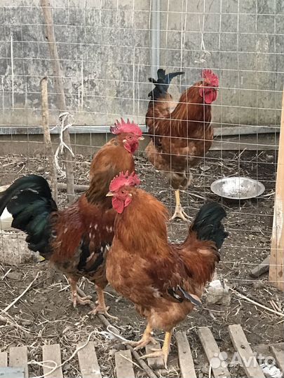 Петух Кучинской породы