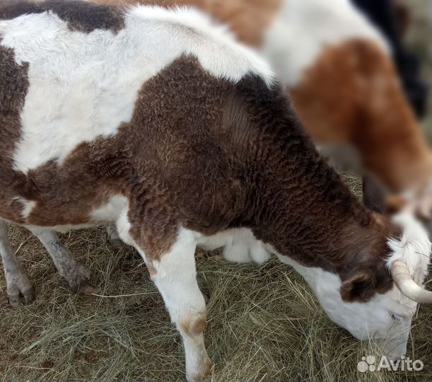 Продам дойную корову