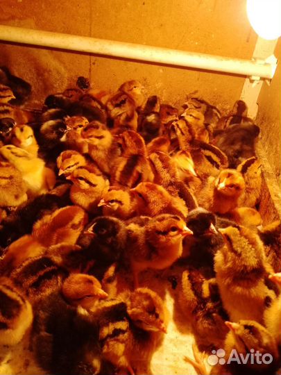 Цыплята