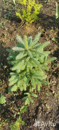 Саженцы ель голубая