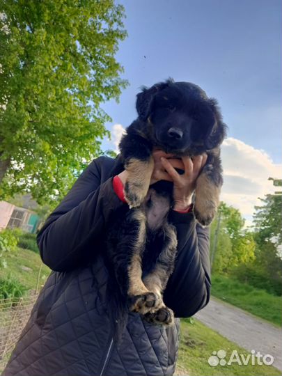 Отдам в добрые руки