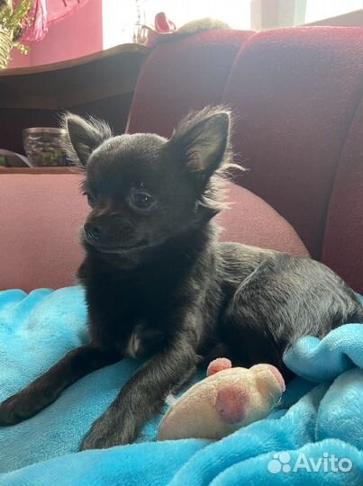 Вязка кобель чихуахуа