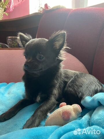 Вязка кобель чихуахуа