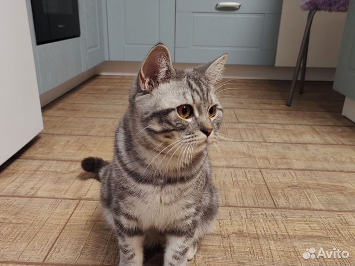 Вязка Шотландская прямоухая (скоттиш-страйт)