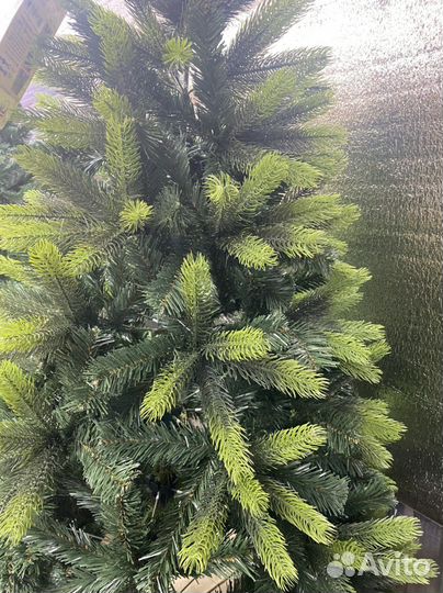 Ель Богемская комбинированная