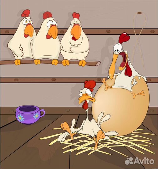 Куры несушки