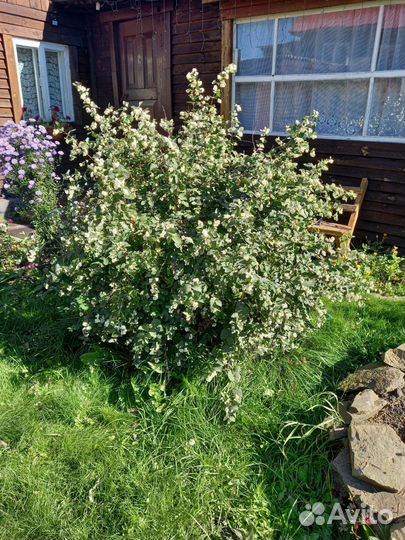 Снежнеягодник