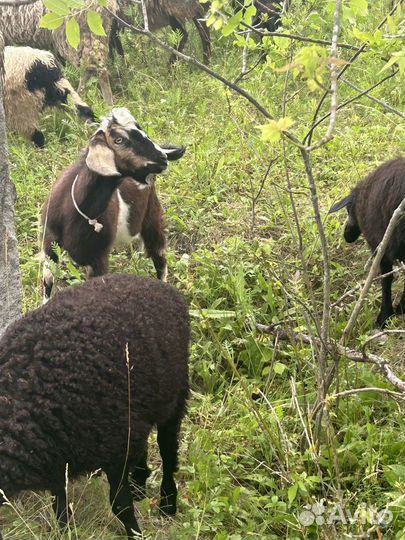 Козел на племя