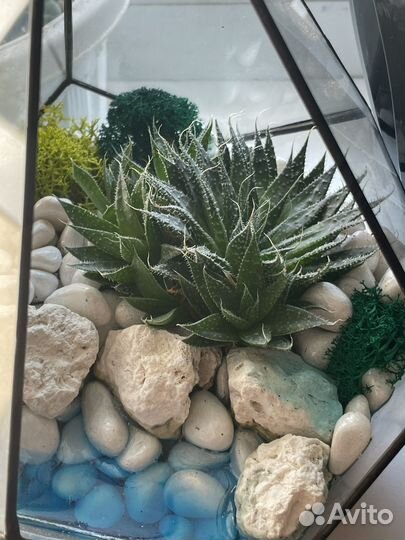 Флорариум Капля