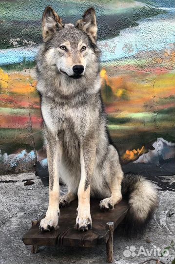 Чучело/шкура волка