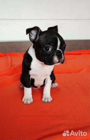Бостон терьер щенки