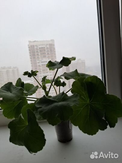 Пеларгонии сортовые