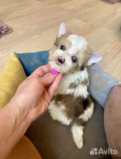 Голд бэрри йорк мальчик голубоглазый