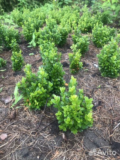 Саженцы самшита