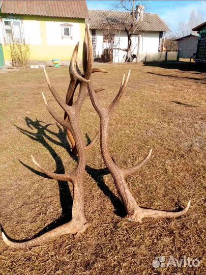 Рога лося