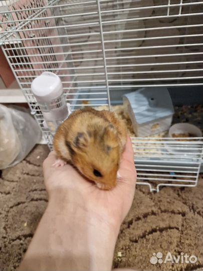 Хомяк песчанка
