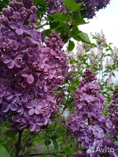 Саженцы сирени