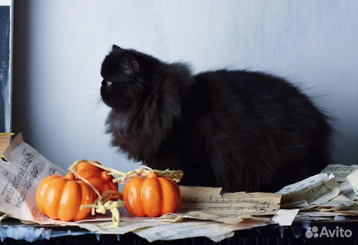 Черная Мамба