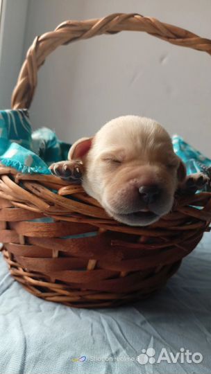 Щенки Лабрадор