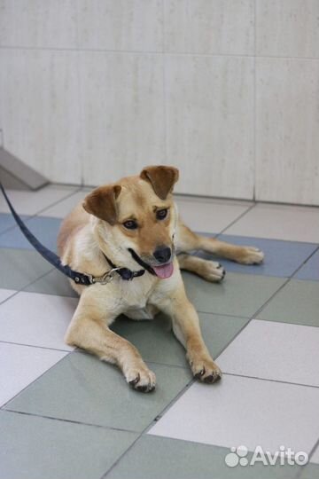 Кира в семью,стерилизована