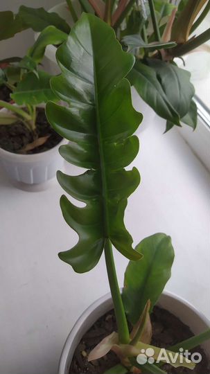 Филодендрон Нарроу