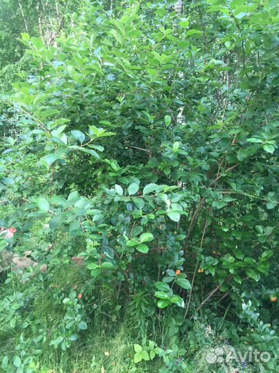 Черноплодная рябина - арония (живая изгородь)