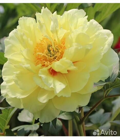 Жёлтые сорта пионов бардзелла