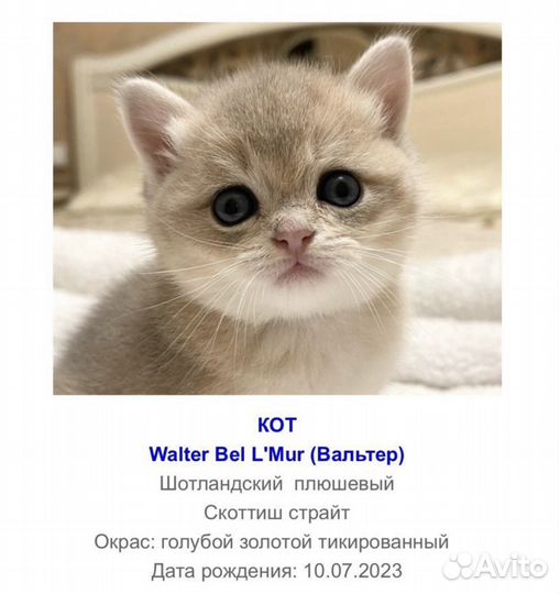 Фолды и страйты Шотландские котята