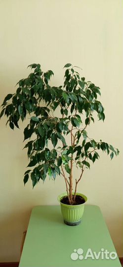 Фикус бенджамина