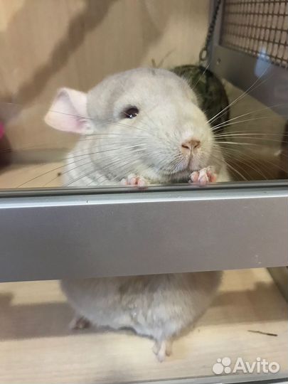 Шиншилла с витриной