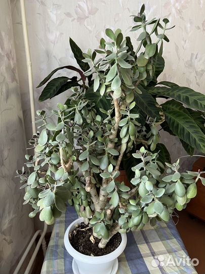 Комнатные цветы