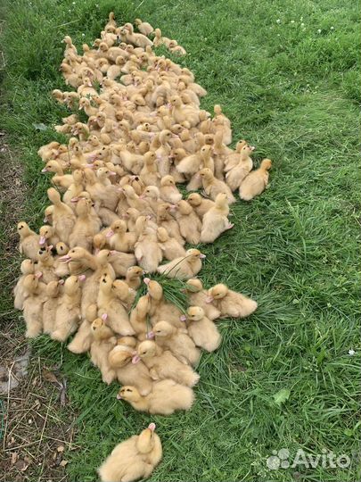 Муларды (бройлерная утка )