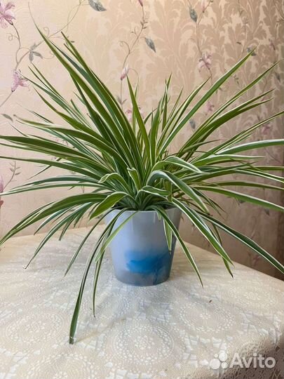 Хлорофитум