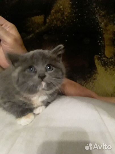 Отдам в добрые руки