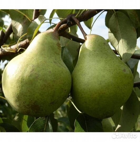 Саженцы груши Зевея