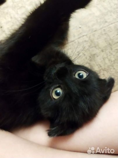 Котята турецкой ангоры