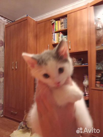 Отдаю котенка в добрые руки