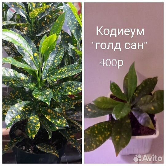 Сансевиерия. Аглоонема. Кротон