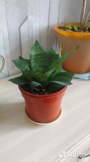 Сансевиерия