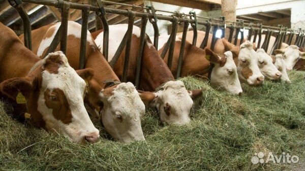 Корм для домашних и сх животных и птиц