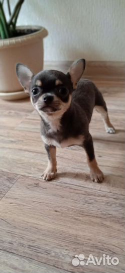 Щенки чихуахуа