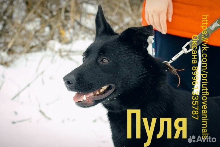 Собака в добрые руки отдам бесплатно