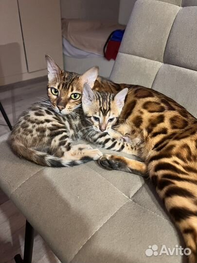 Бенгальская Кошка