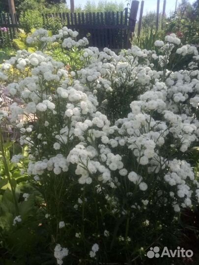 Цветы,заказ на весну