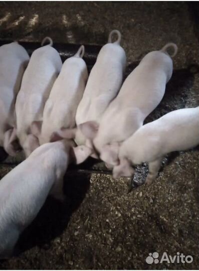 Поросята ландрас