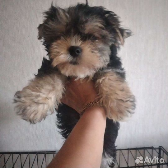 Йоркширский терьерс документами РКФ