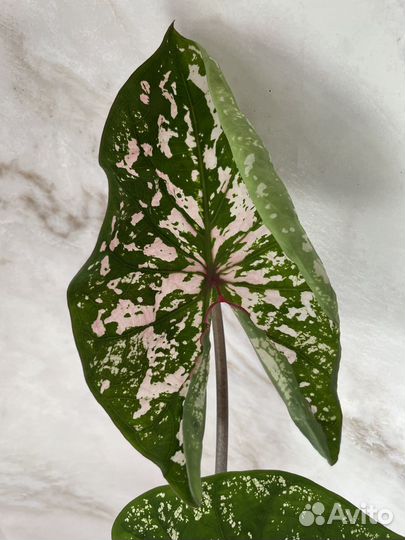 Каладиум Elise