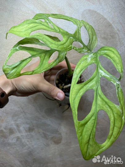 Монстера адансона индо минт
