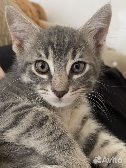 Котик в добрые руки