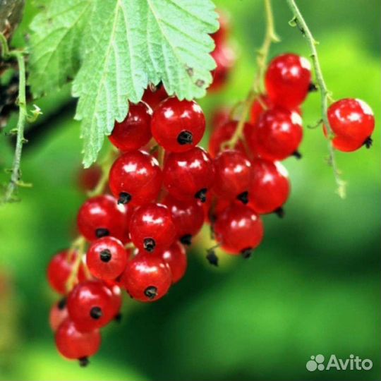 Кустарники и цветы
